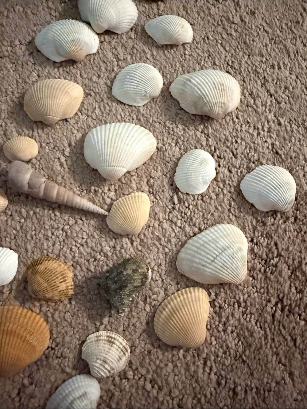 Lot of 50+ Assorted Seashells | Arts & Crafts Supplies